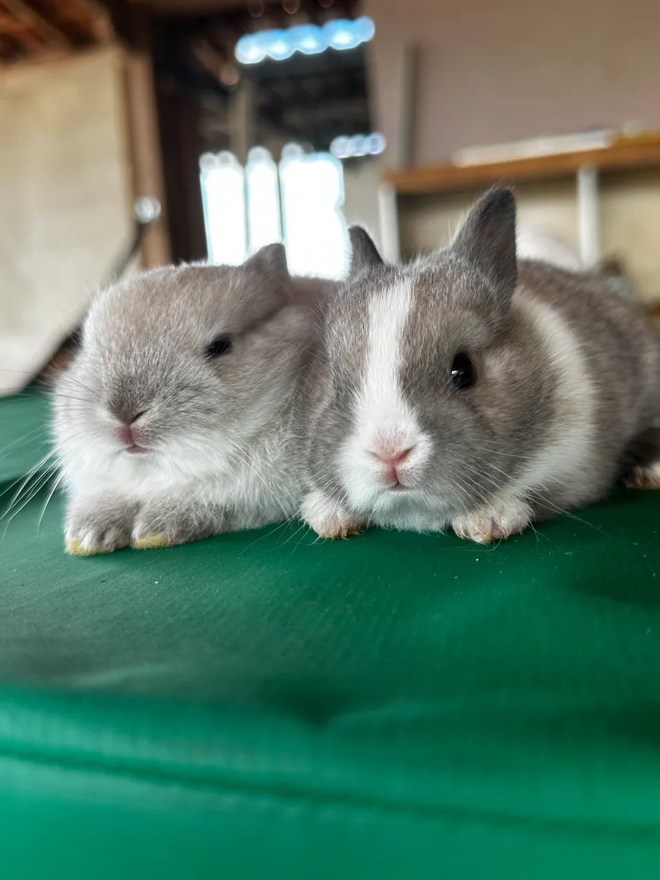 Mini Coelho Netherland Dwarf