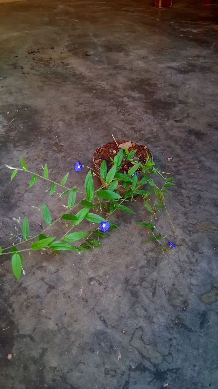 Azulzinha das folhas finas 