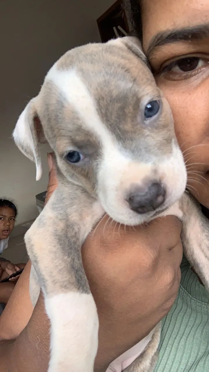 Cachorro  - Foto 3