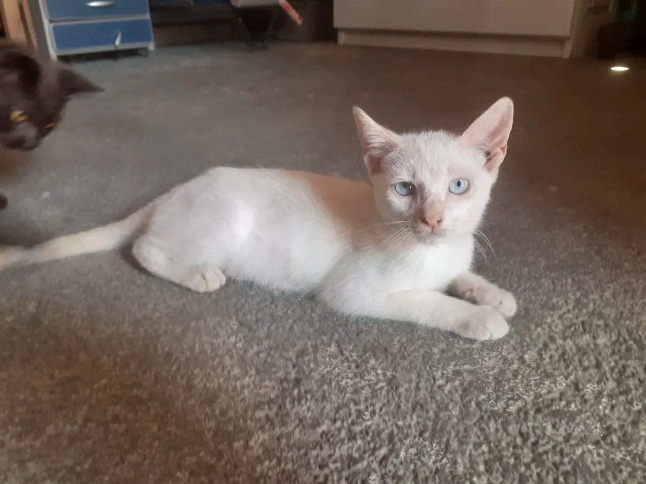 Gatinha pra adoção  - Foto 2