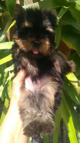 Yorkshire Terrier