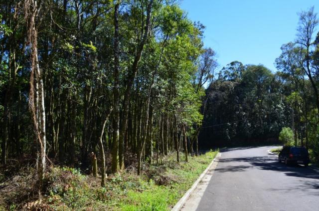 Terreno residencial à venda, floresta, gramado. - Foto 7