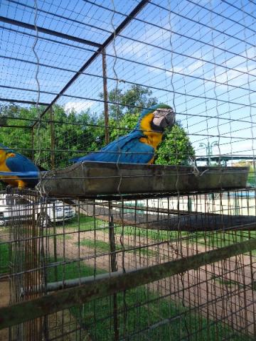 Terreno à venda em Aberta dos morros, Porto alegre cod:MI17355 - Foto 9