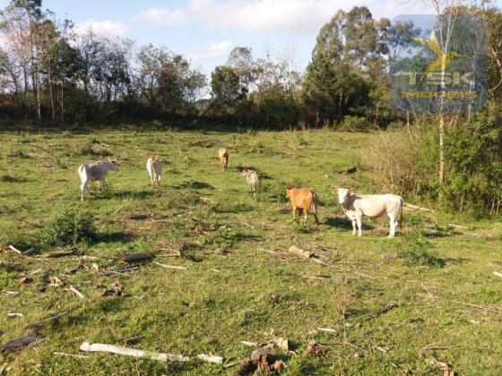Ch0365 chácara mandirituba, 2 alqueires pasto, 1,5 km do asfalto