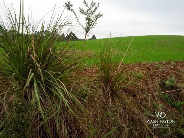 Chácara à venda, 2275517 m² por r$ 10.000.000,00 - centro - campo magro/pr - Foto 6