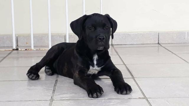 Filhote de Cane Corso - Foto 5