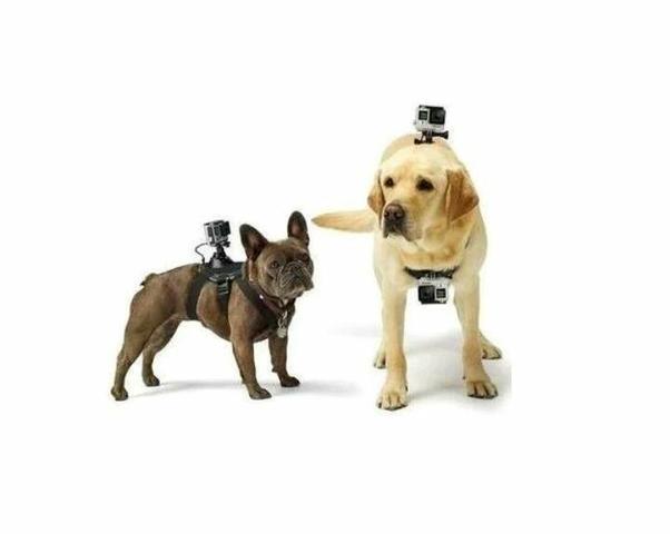 Suporte para por gopro no cachorro /dog tamanho ajustável go pro - Foto 3