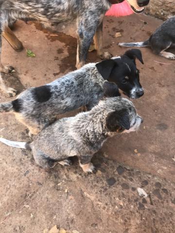 Filhotes Blue Heeler - Foto 5