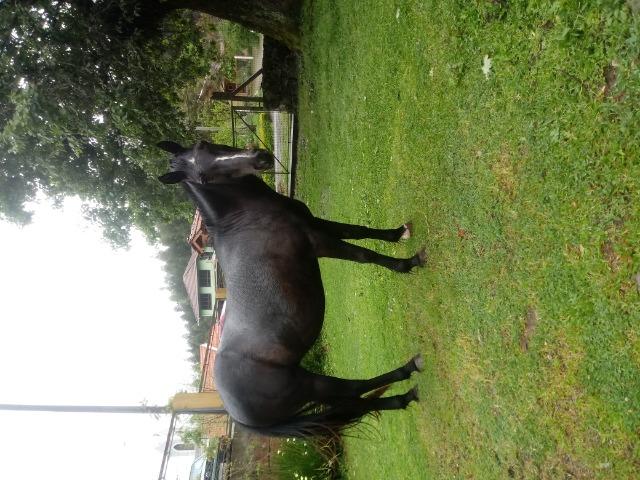 Egua 12 anos * - Foto 2