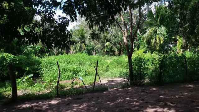 Granja Riachão 14.5 Hectares, 3 Baias, Aprisco, Cocheira, Poço, Casa sede e Morador - Foto 14