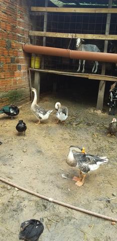Vende se 3 gansos ou troco em caneiro - Foto 2