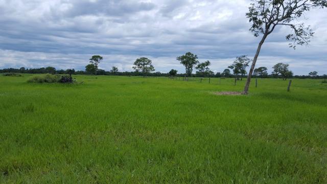 Fazenda Santo Antonio Leverger 870 Hectares
