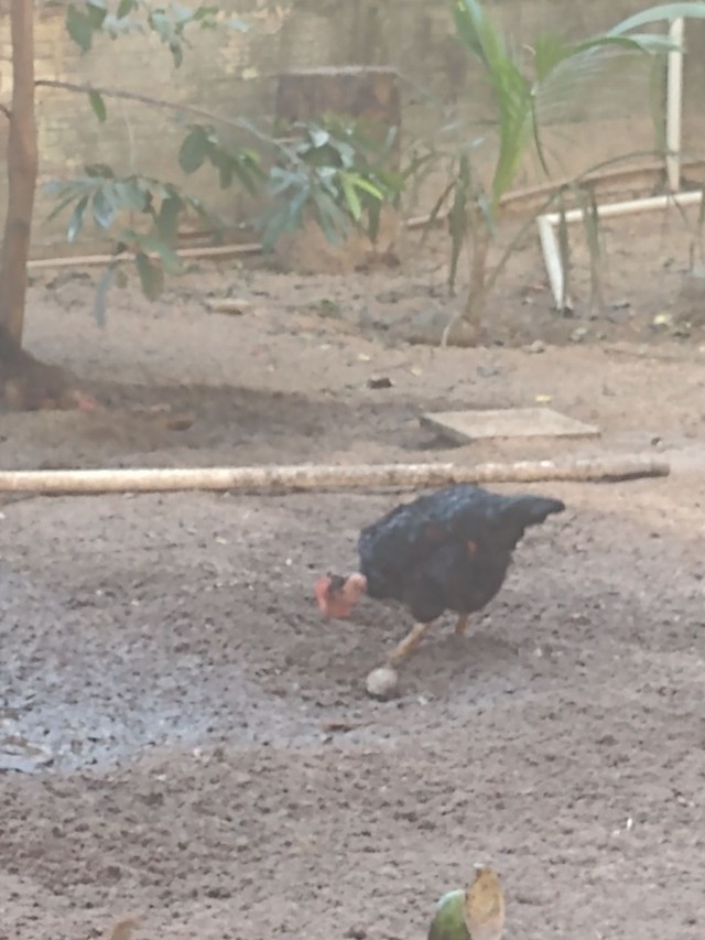 Vendo seis galinhas  caipira e um galo R$200