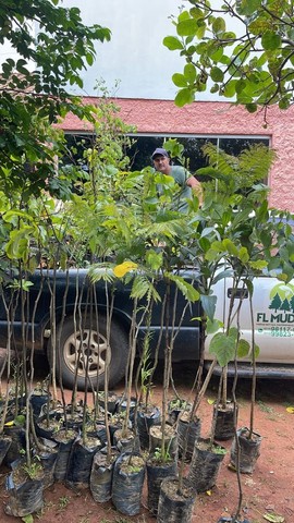 Mudas nativas - Foto 6