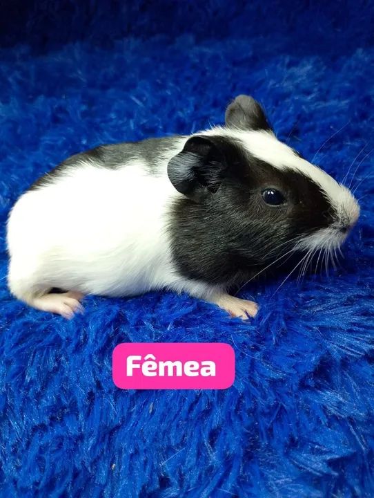 Porquinho da índia inglês ZAP: *80 - Foto 5