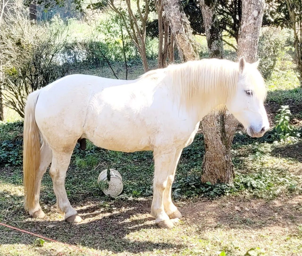 Cavalo percheron lindo marchador manso