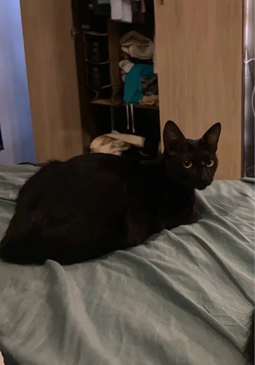 Gata preta para adoção