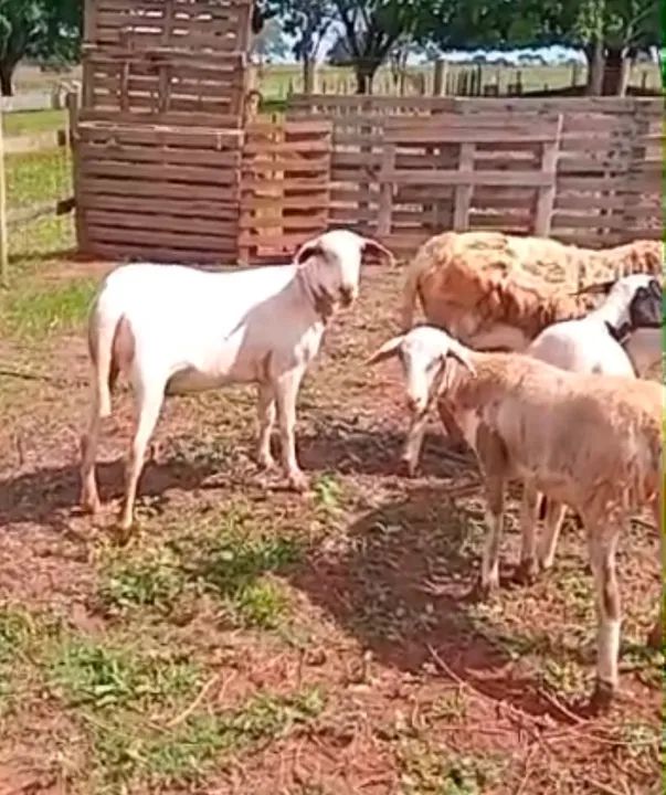 3 Cordeiros para venda