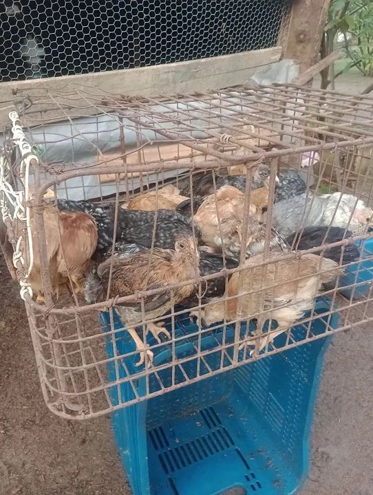 Frangotinhos linhagem pesadão - Foto 3