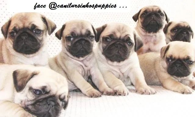 pug lindos bebes pronta entrega garanta seu ! - Foto 2