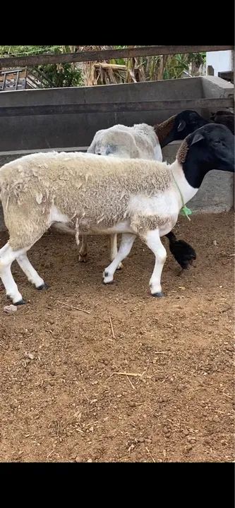 Dorper WS ?Ovelhas dorper - Foto 3