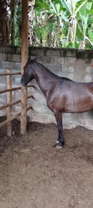 Cavalo Mangalarga Marchador - 10 anos - Foto 2