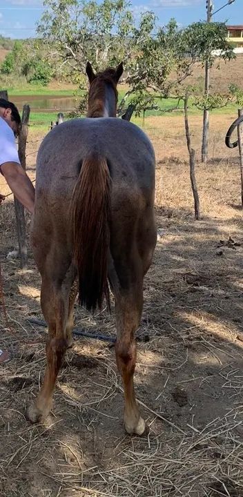 Potro Quarto de Milha - Foto 4