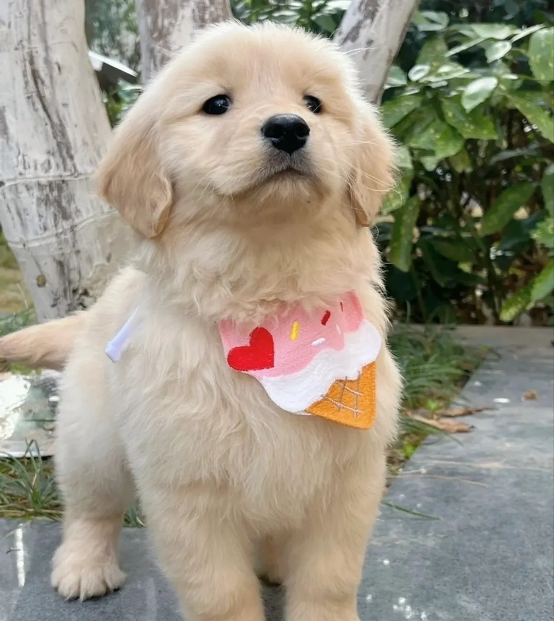  Golden Retriever filhote 