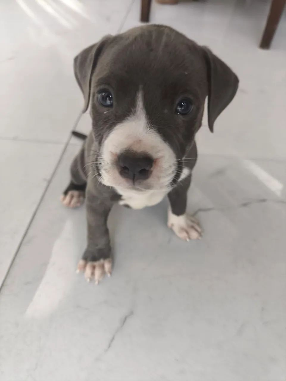 Filhote de American bully blue - Foto 2