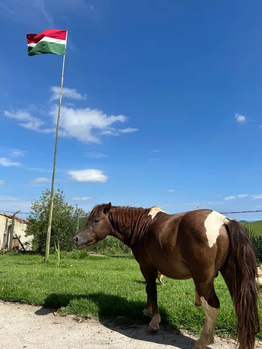 Mini Pônei - Pequeno e charmoso - Foto 2