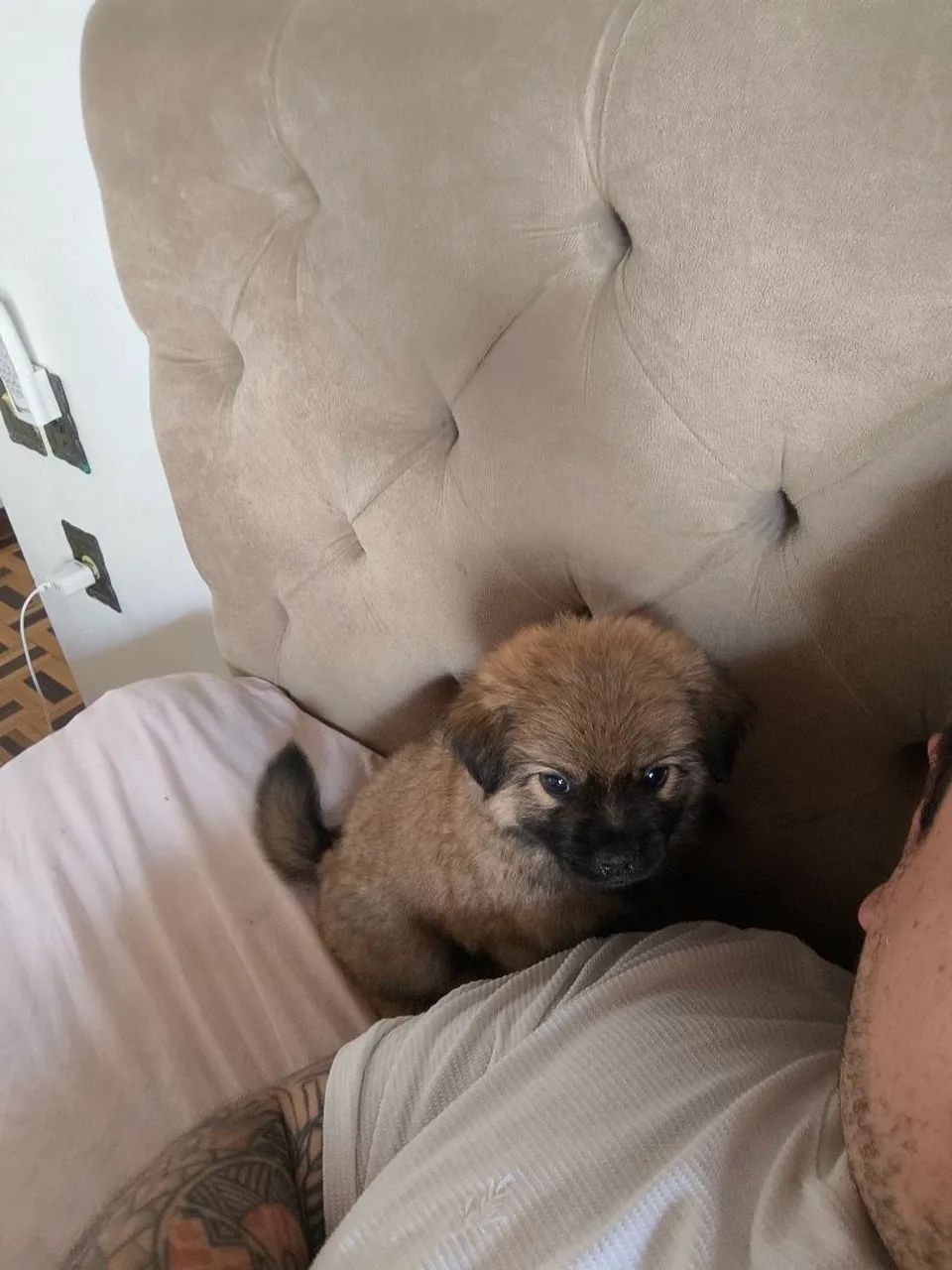 Doação de filhote - Foto 5