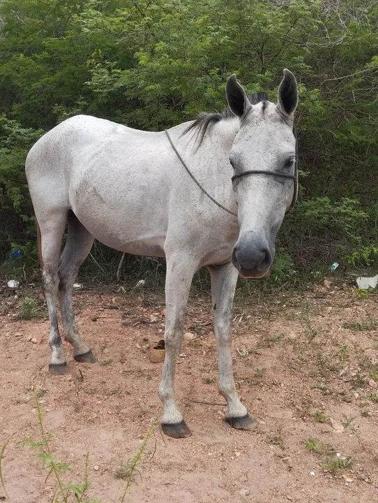 Égua de picado luxo - Foto 3