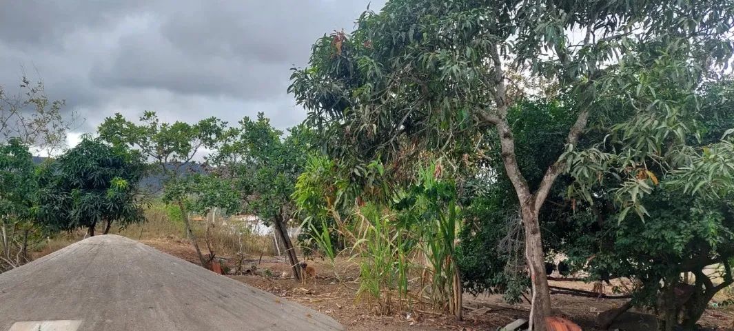 Chácara em Agrestina/PE à Venda (CH0054-DV) - Foto 3