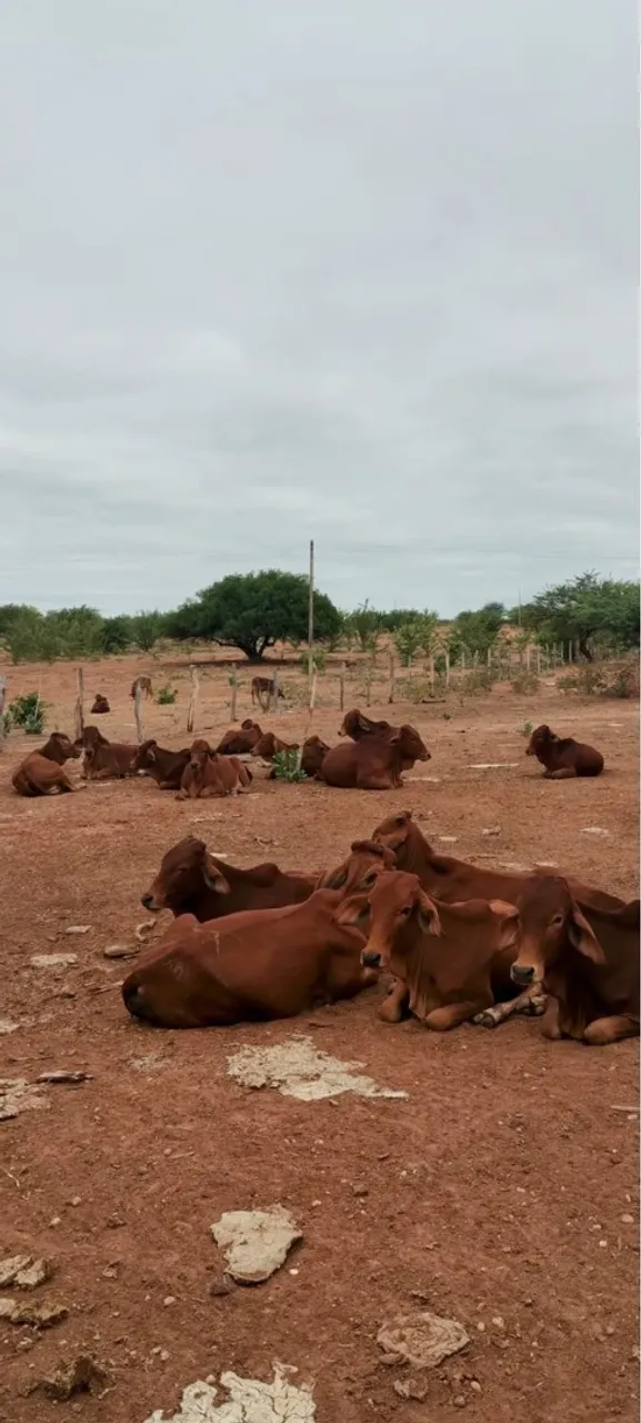 Sindi 3.500,00 cada 