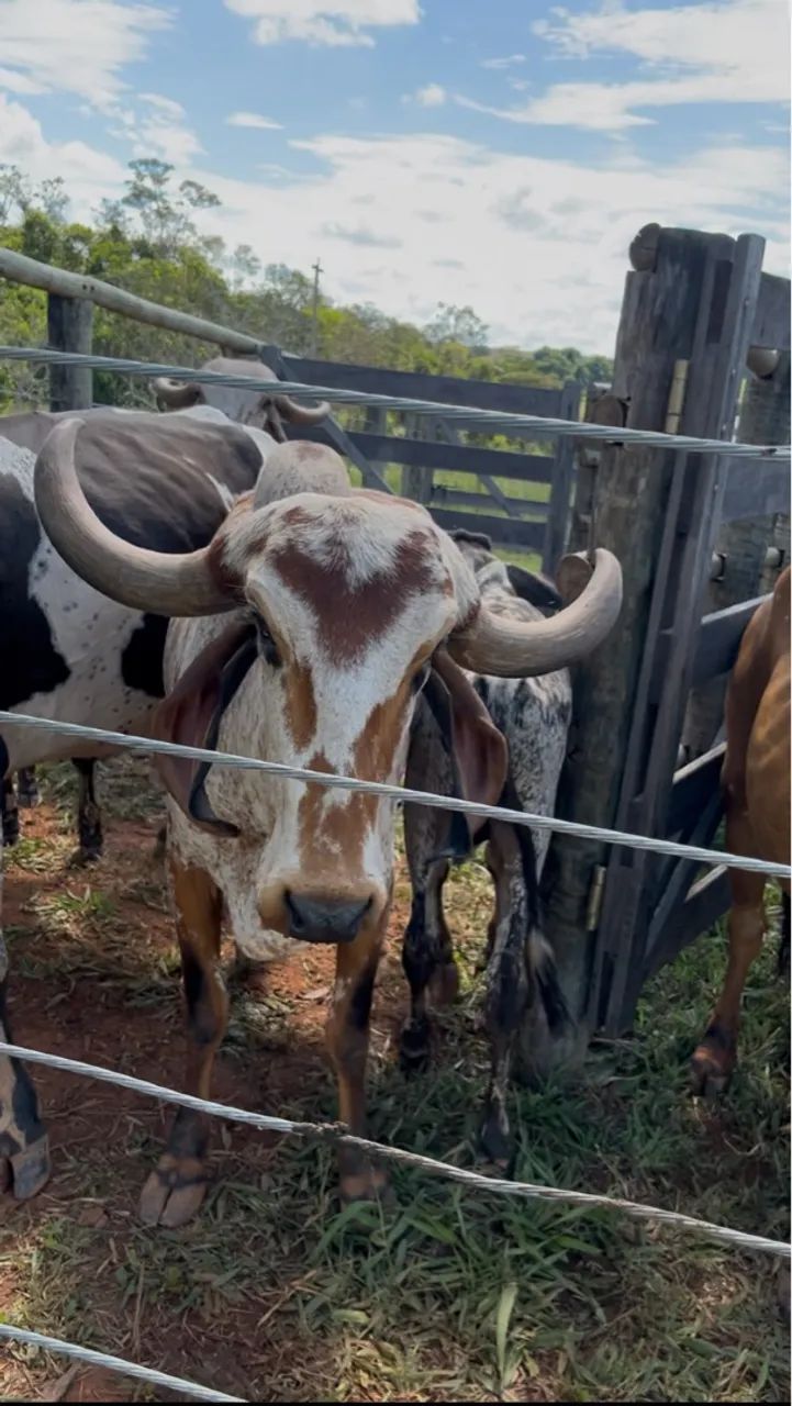 Lote de 7 vacas GIR leiteiro 