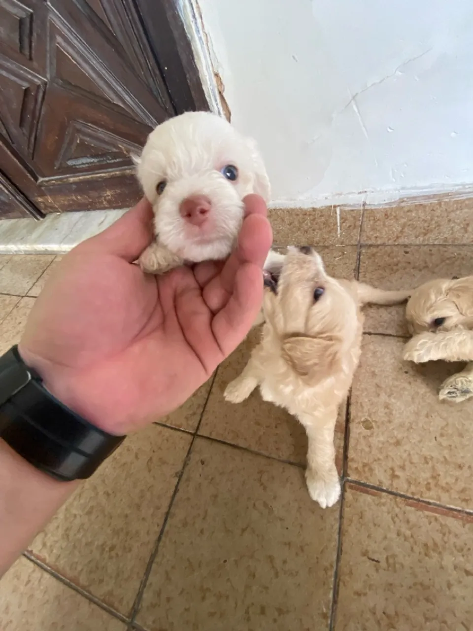 Poodle x maltês