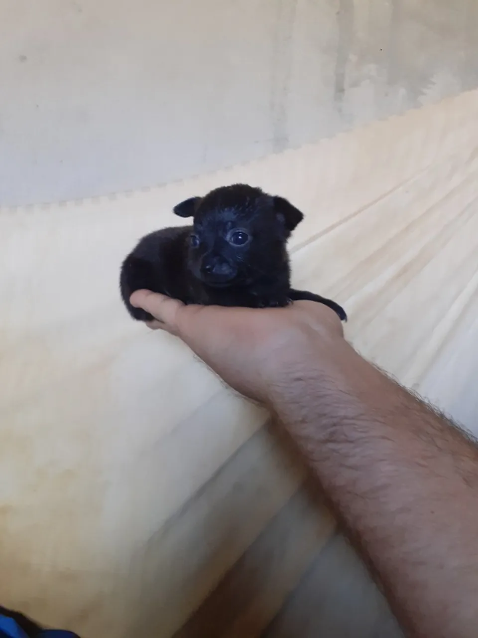 Lindo filhote de pinscher zero machinho, 600 para entrega.