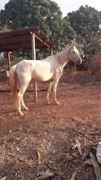 Cavalo branco para venda