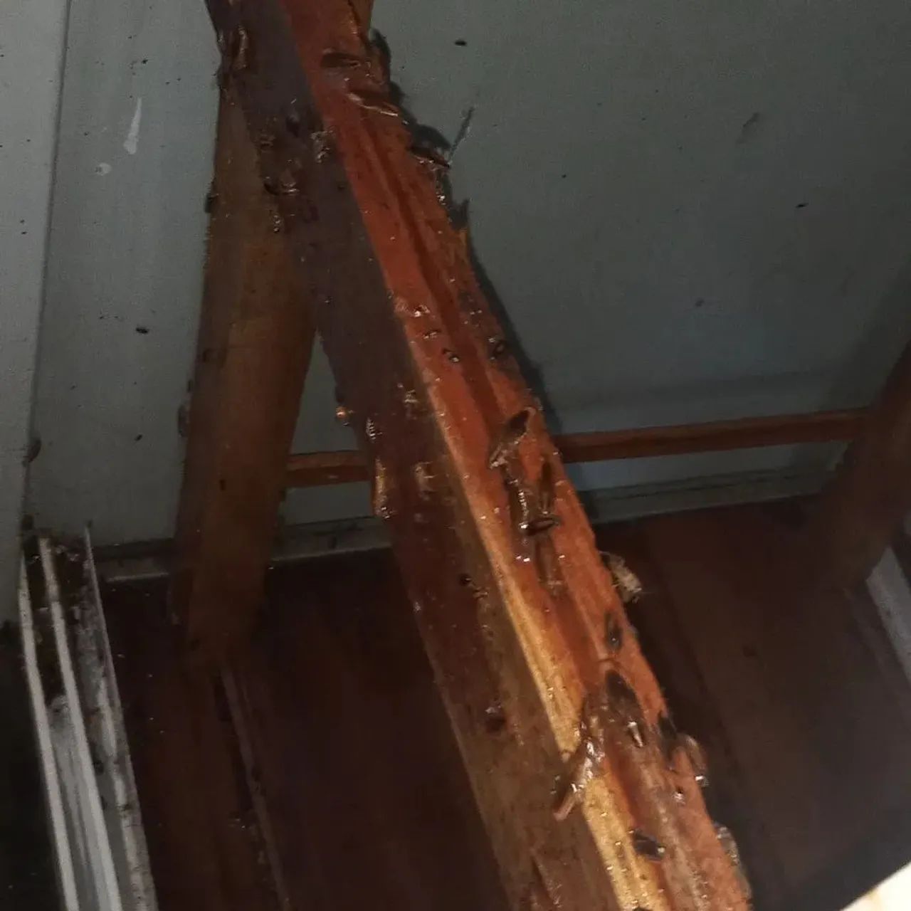 Gomes dedetização  - Foto 3