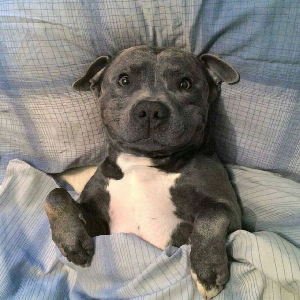 Pitbull filhote disponível alguém para vc dividir sua cama kkkk