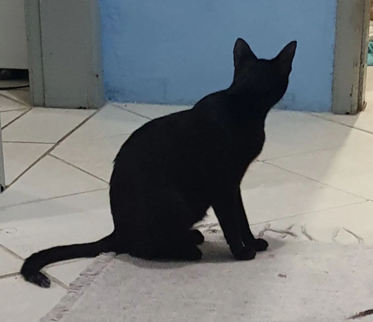 Gata encontrada - Foto 4