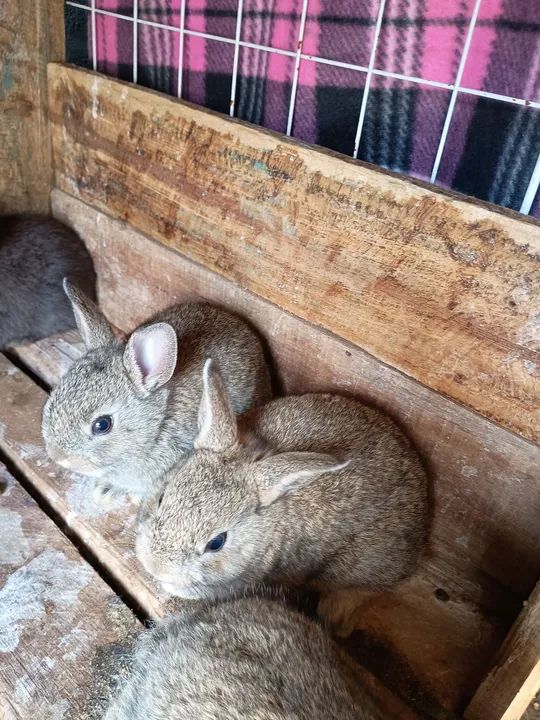 Netherlands coelho anão  - Foto 4