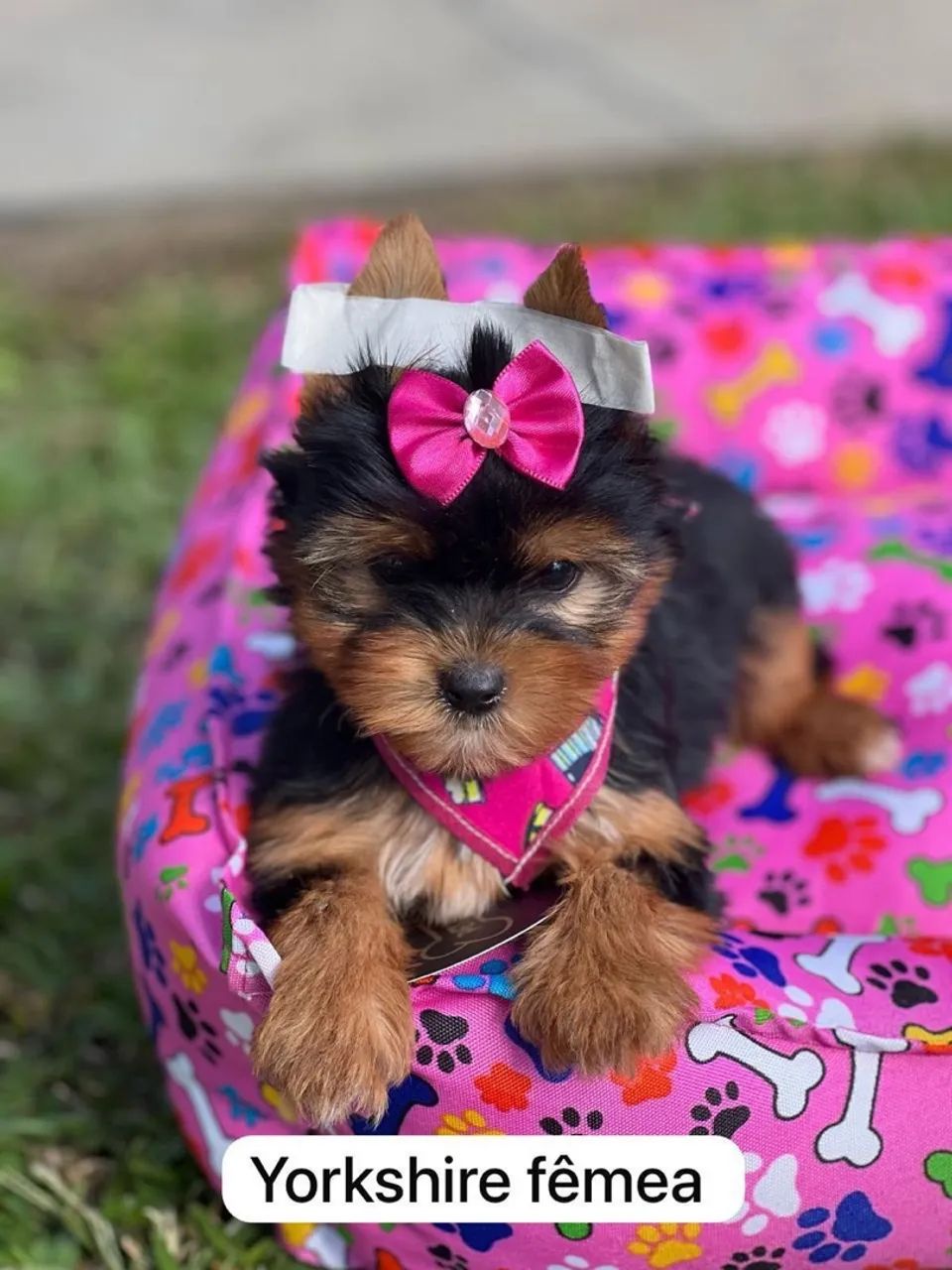 Yorkshire Terrier Macho e fêmea  - Foto 2