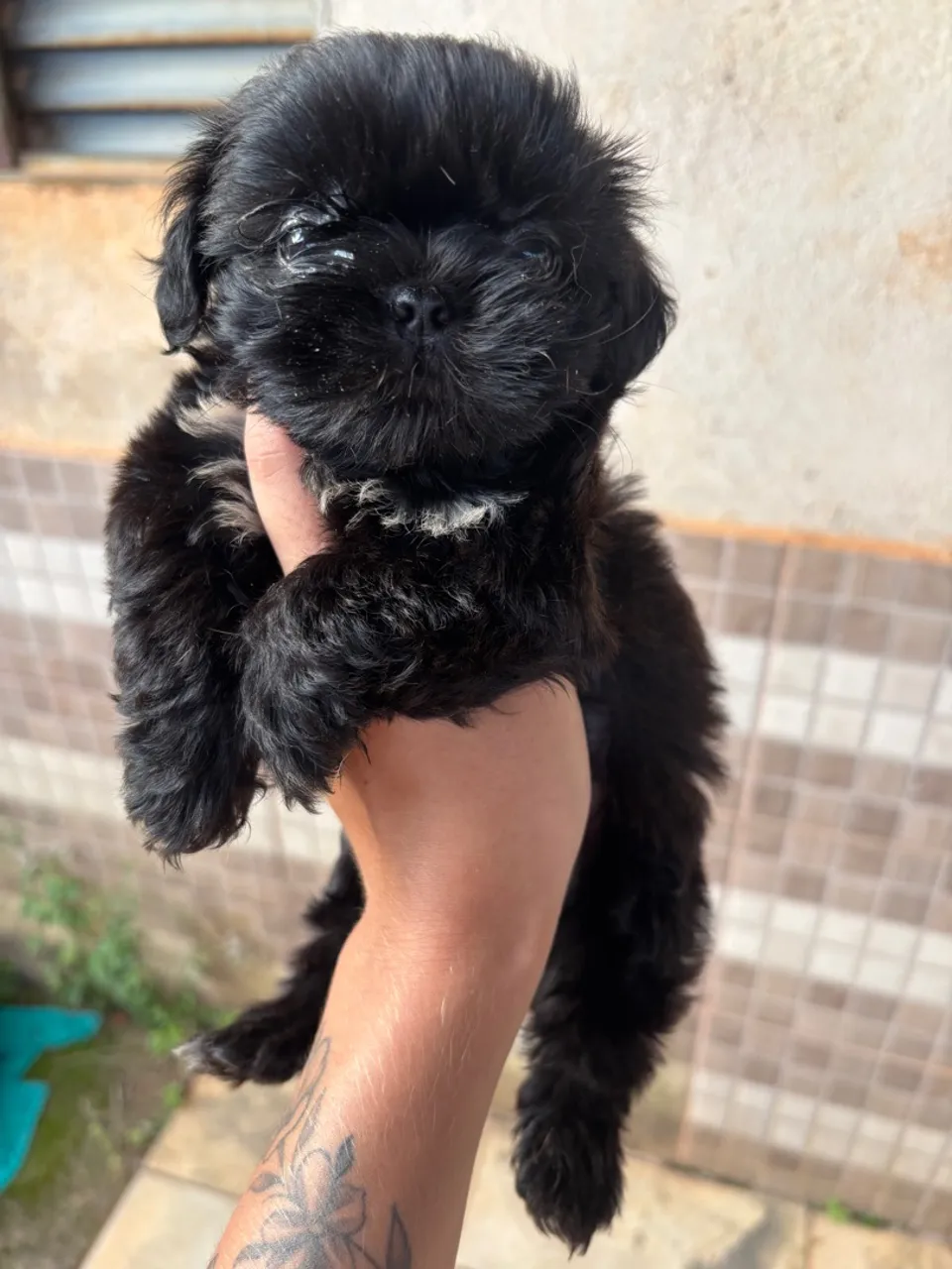 Filhote Shih Tzu