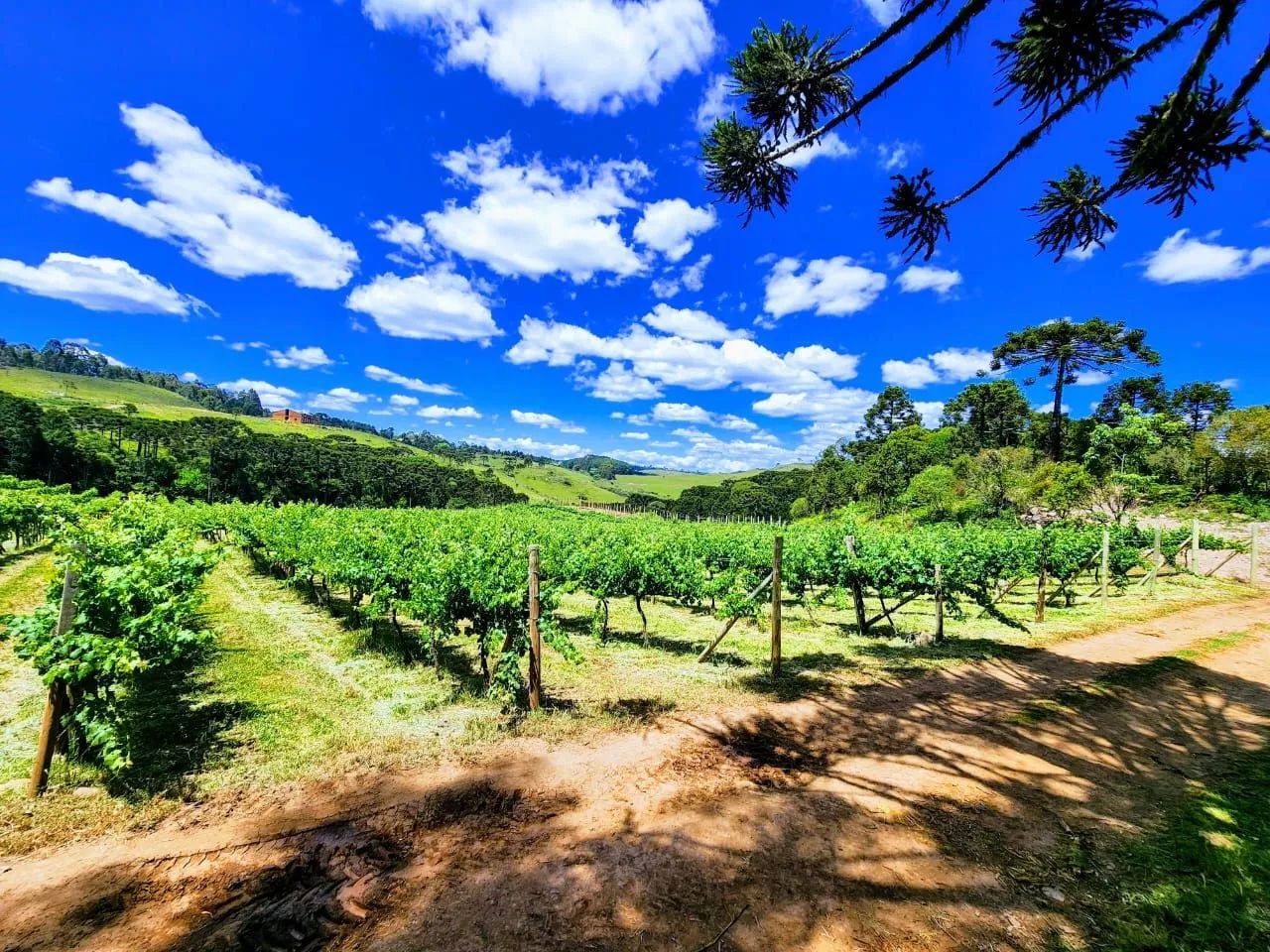 Vinicola Vinhedo Fazenda - Foto 2