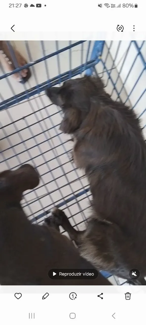 Cachorro para adoção