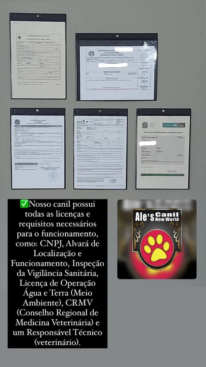Beagle | Entrega em Goiânia dia 24/11 e 08/12 - Foto 2