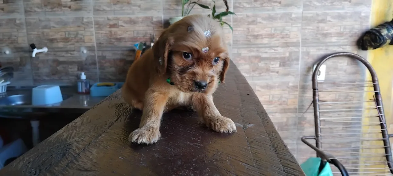 Filhote Cocker Spaniel Inglês
