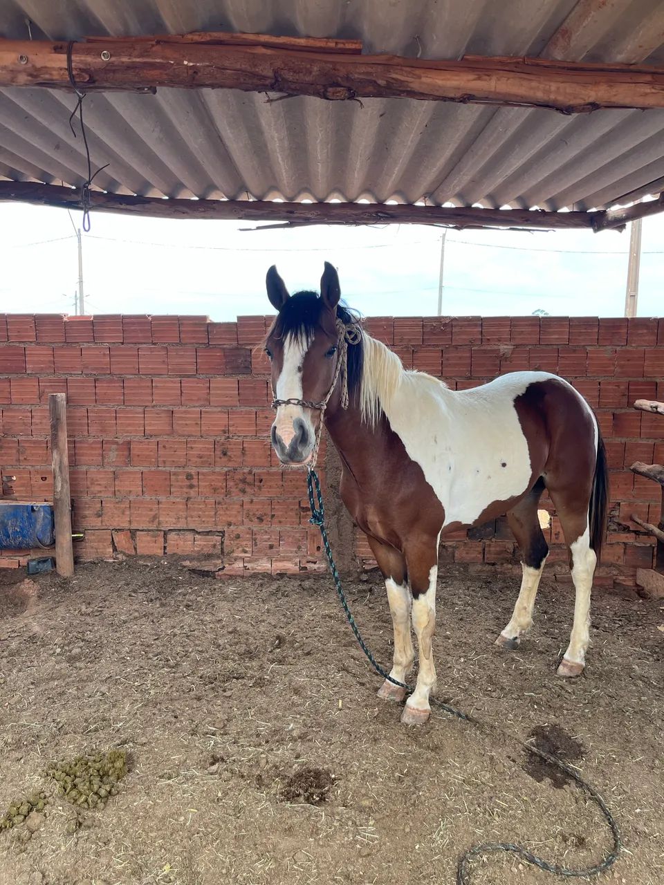 Potro Paint Horse  - Foto 2