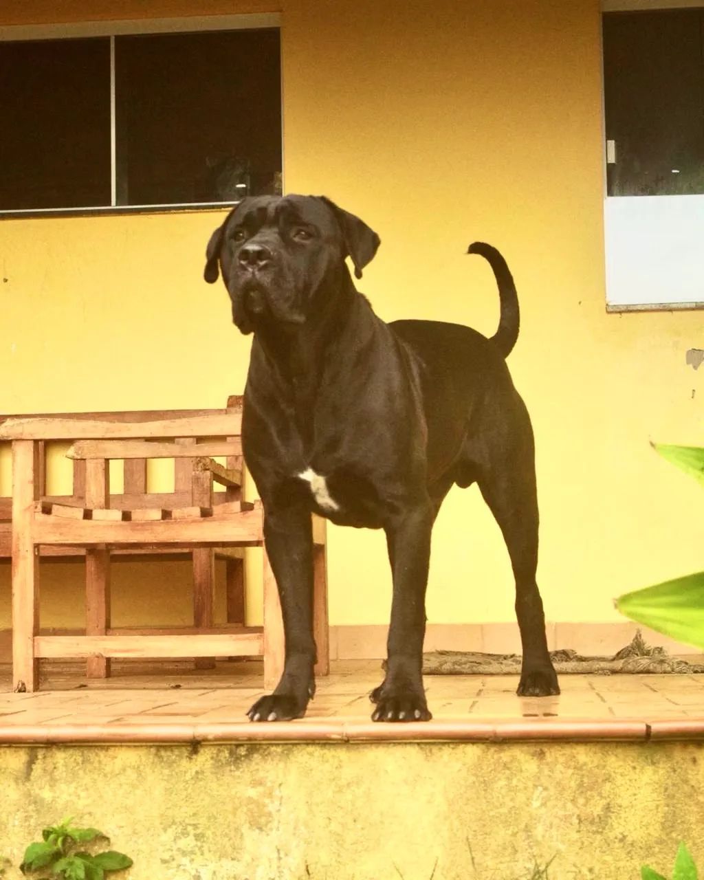 Cane Corso padrão internacional genética campeã - Foto 3